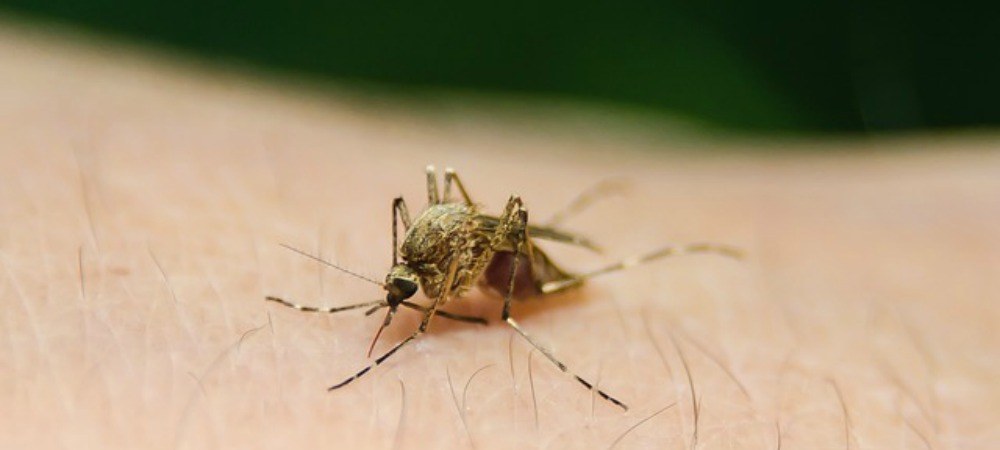 Bug carrying the zika virus